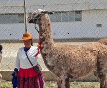 Avanza proyecto Territorios Alpaqueros y Cambio Climático impulsado por Entornos por el Buen Vivir de Perú y la UIM